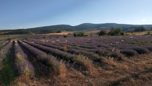 20190713-Tour de la Lavande